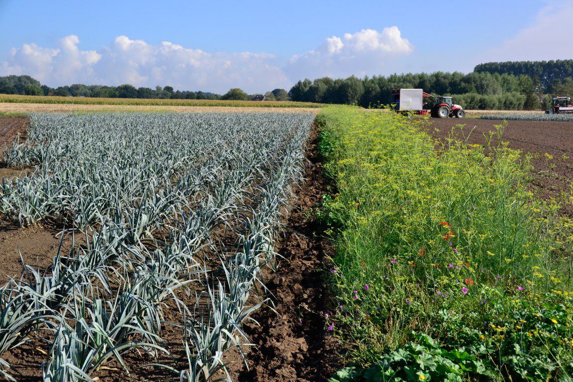 Agrico_PDL (27) (Middel).JPG