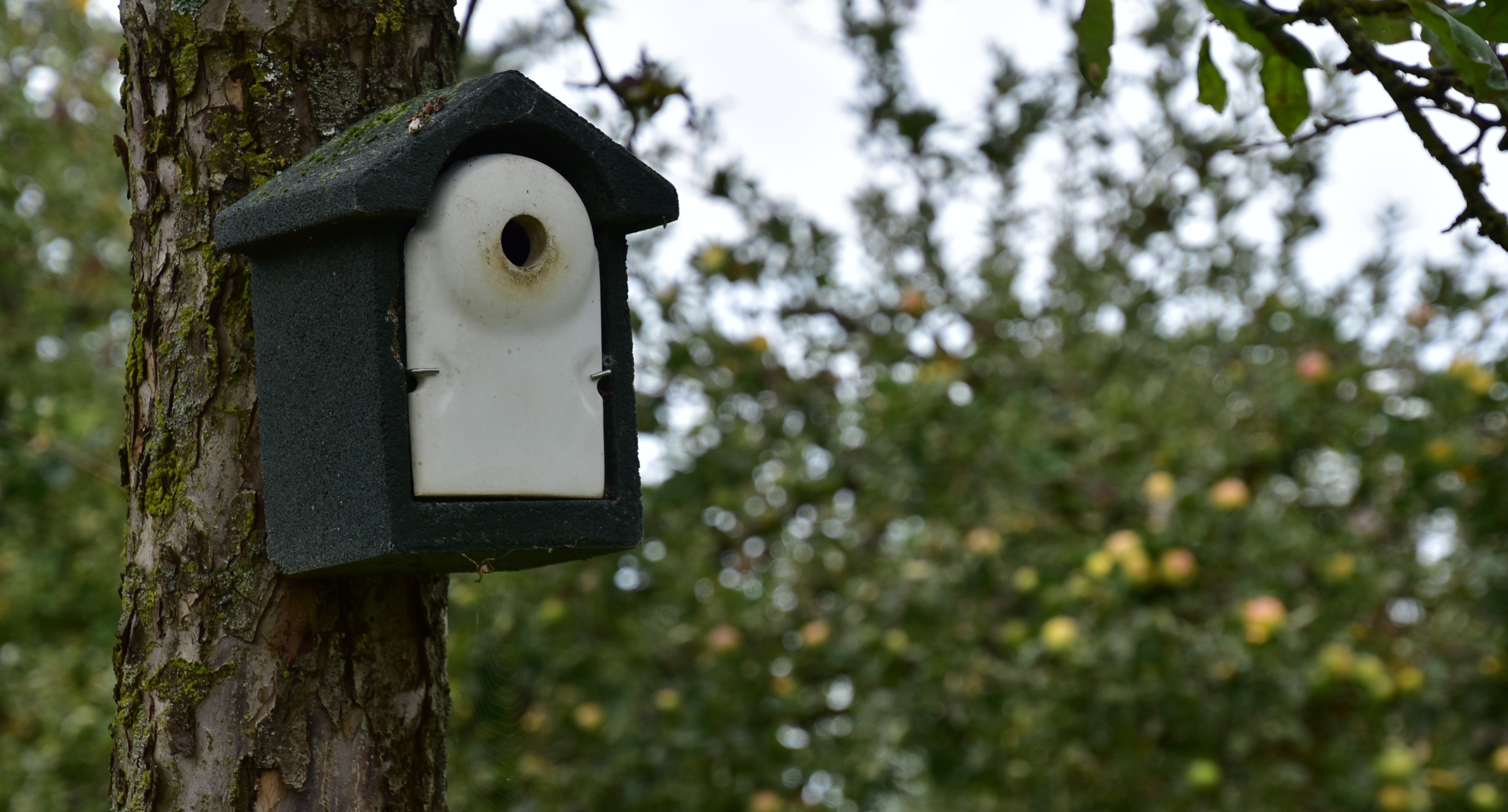 Boogerd_vid (22).JPG