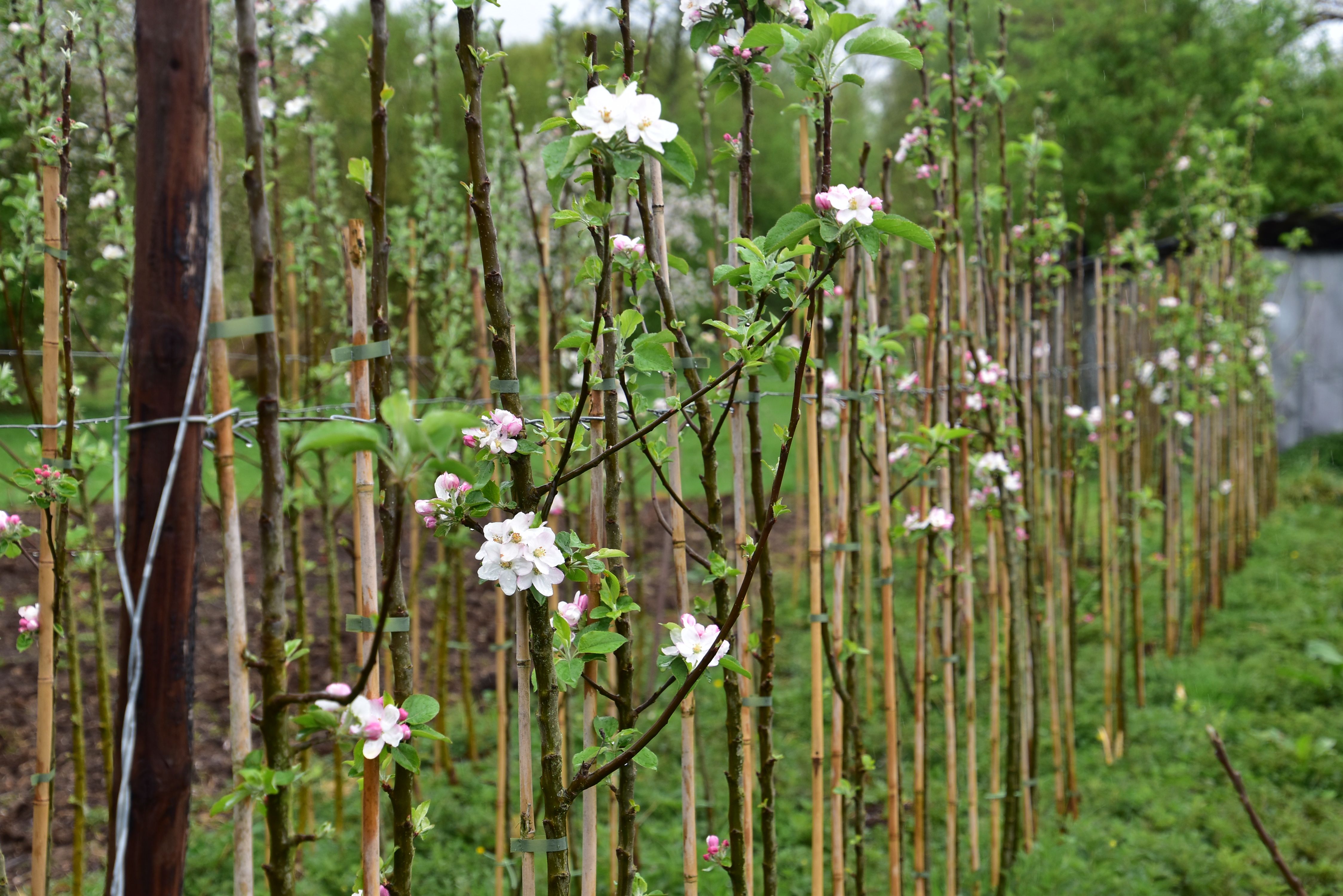 Kleinaart25 (67).JPG