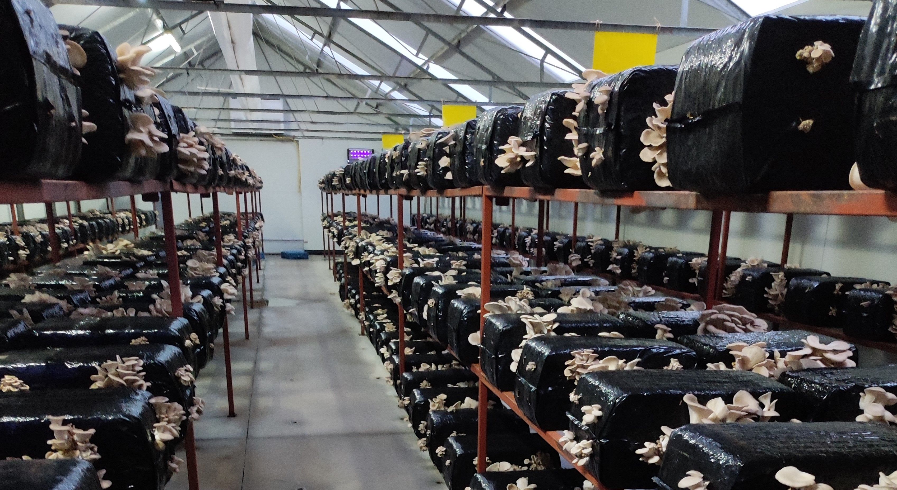 KrBoom Marnix (3).jpg