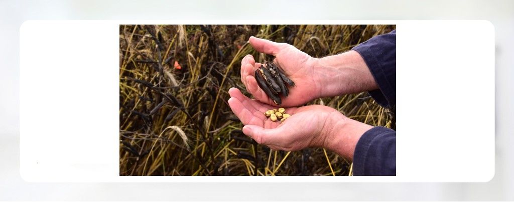 Landvmh voederteelt.jpg