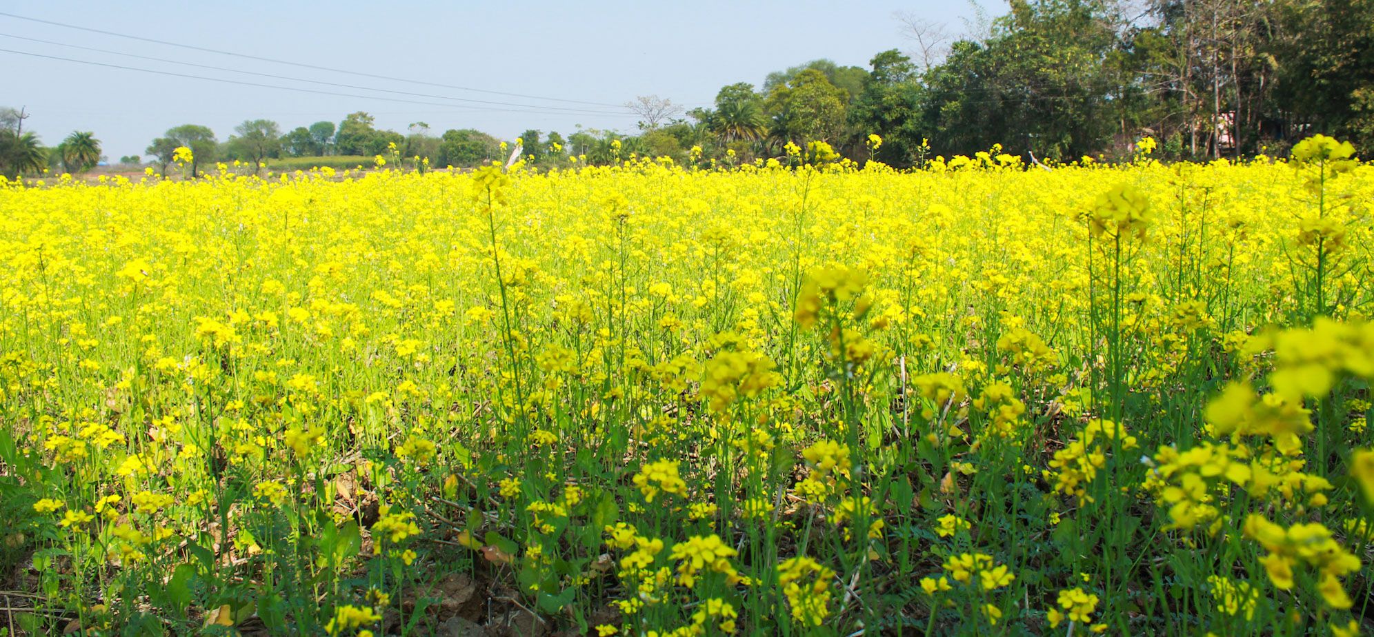 Mosterdzaad iStock2.jpg