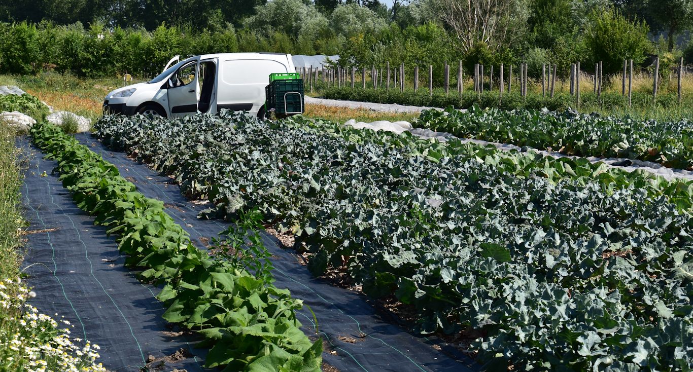 Polderveld (20)b.jpg