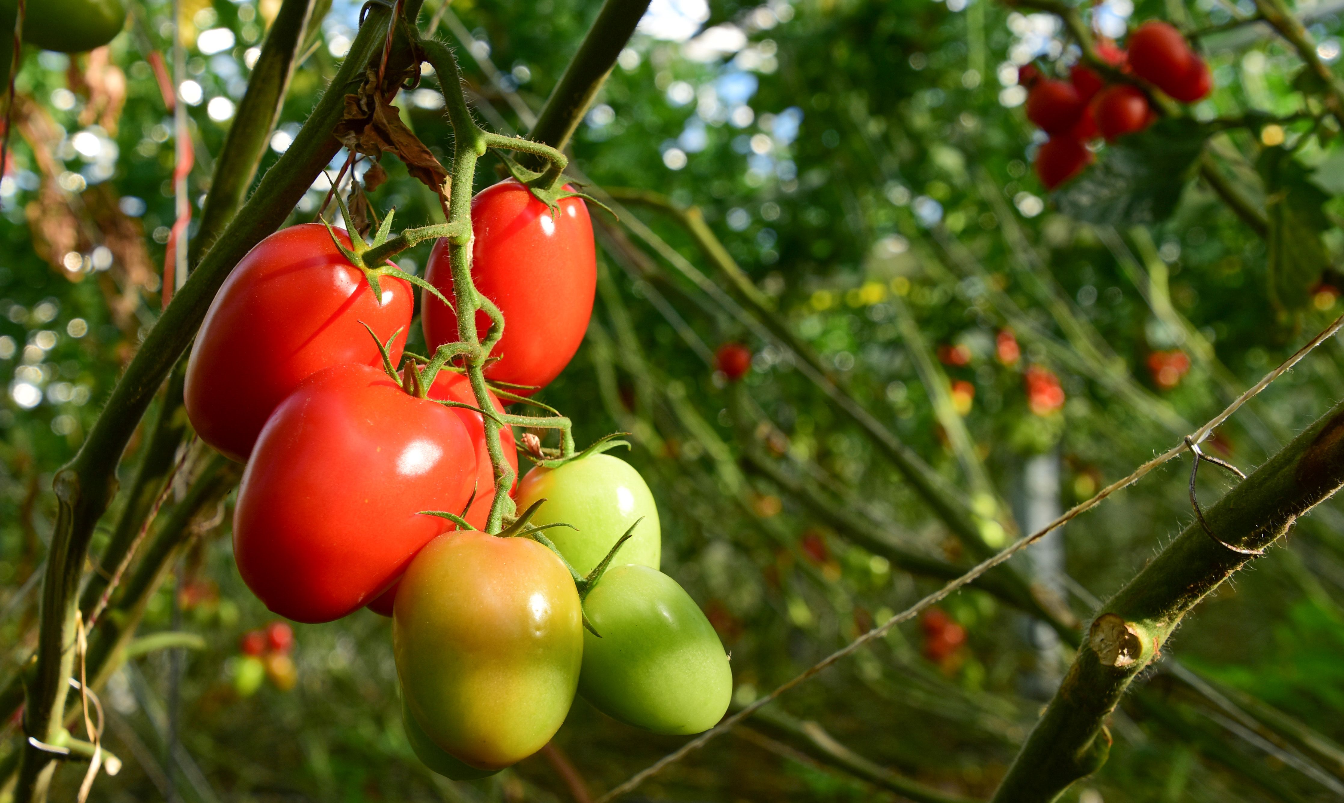 VitaetomVideo (35)b.jpg