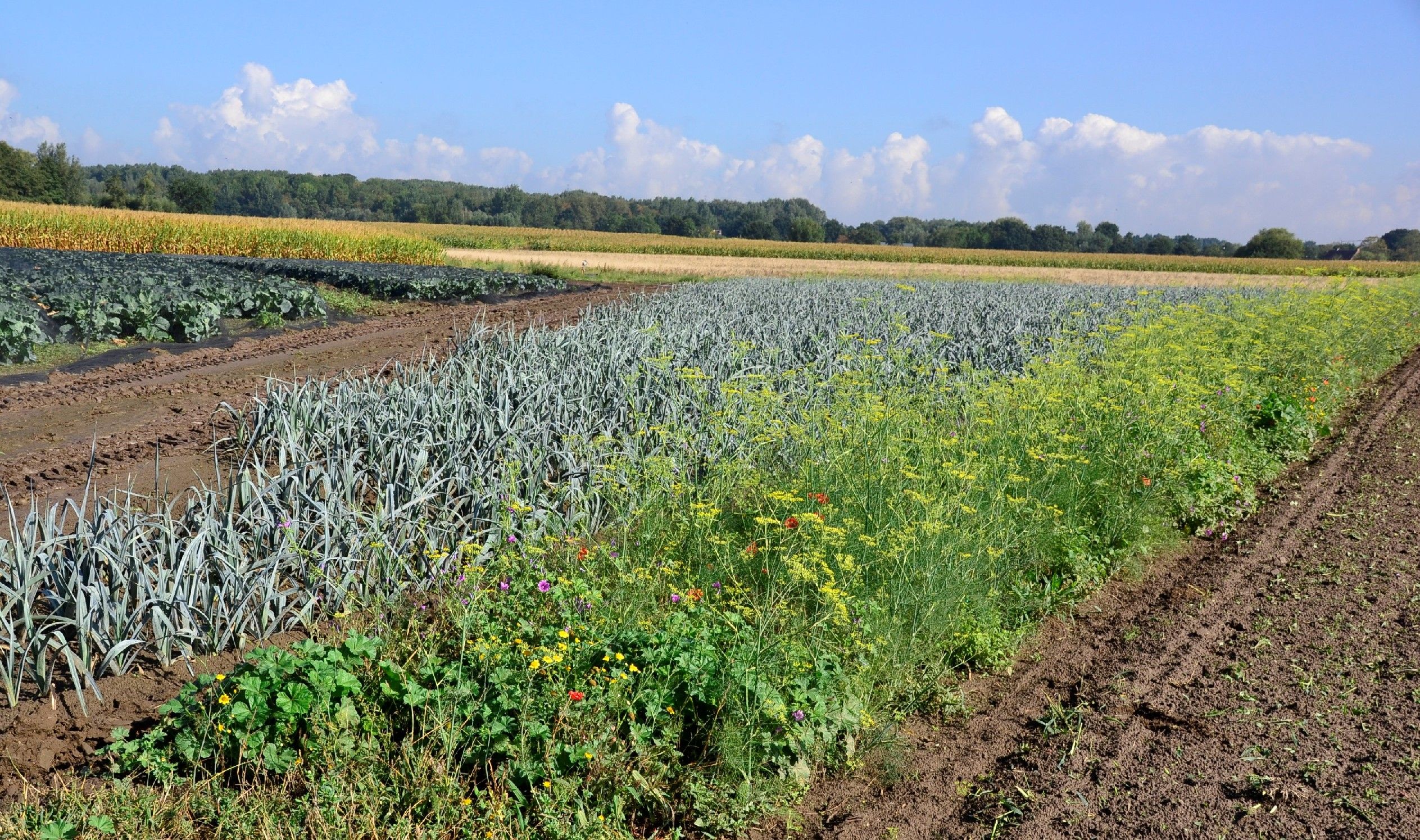 Bloemenrand naast preiteelt bij Agrico, (c) VLAM, P. De Laet