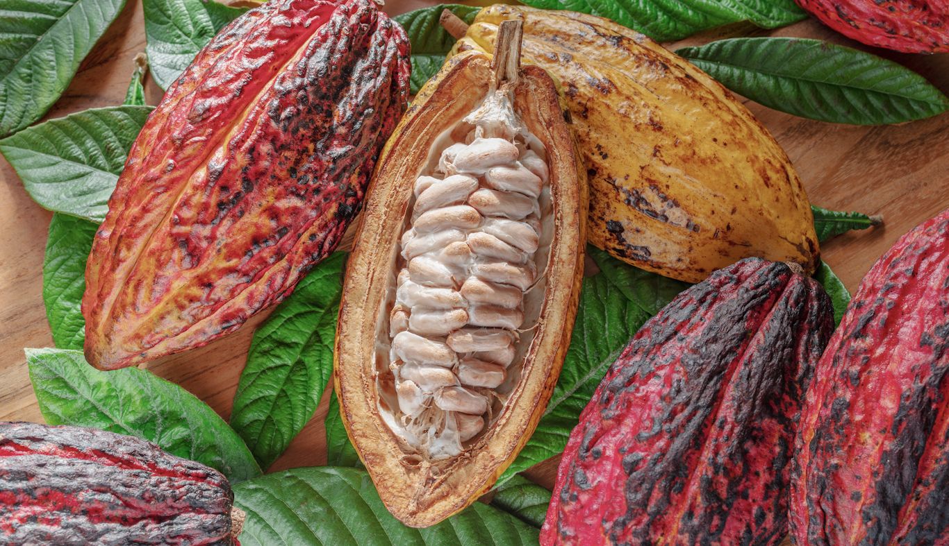 cacao_iStock 2177546196.jpg