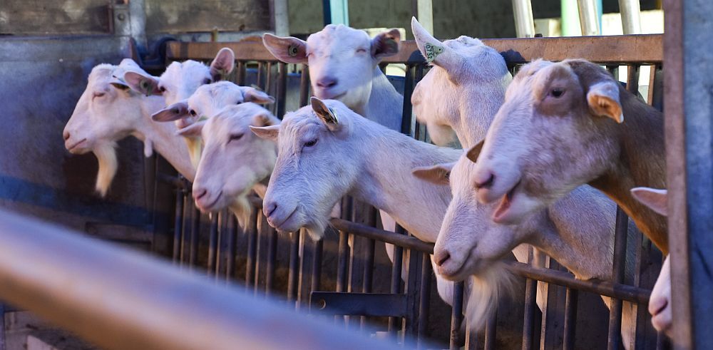 De geitjes worden naast de deur grootgebracht en gemolken - (c) VLAM, P. De Laet