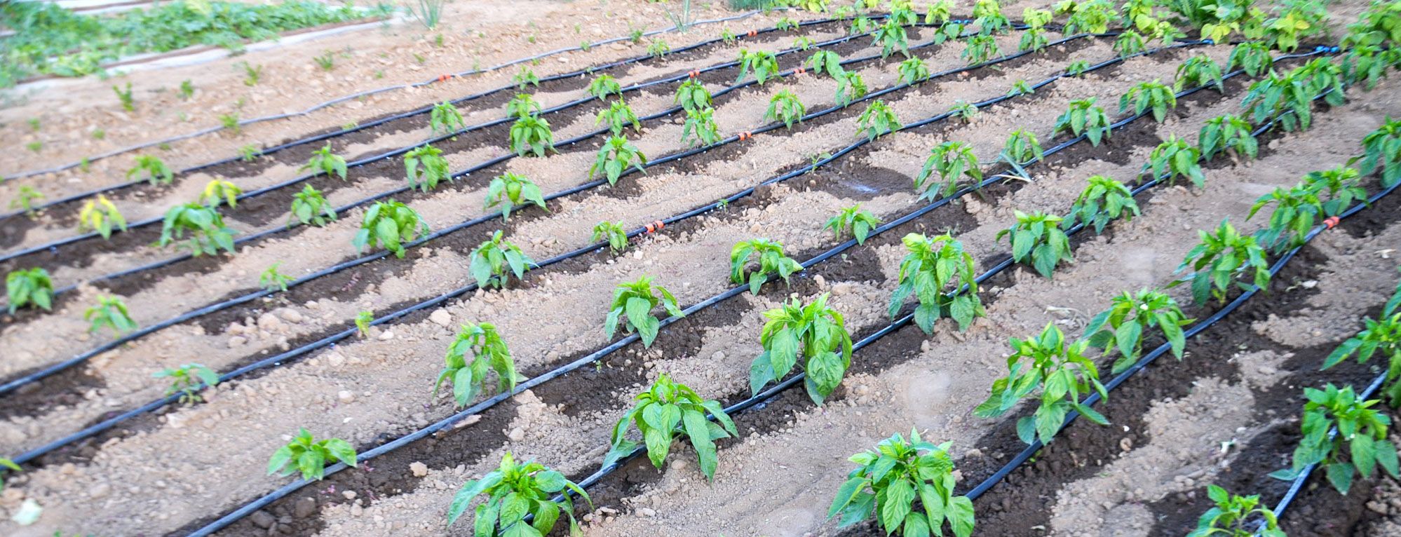 irrigatie iStock2.jpg