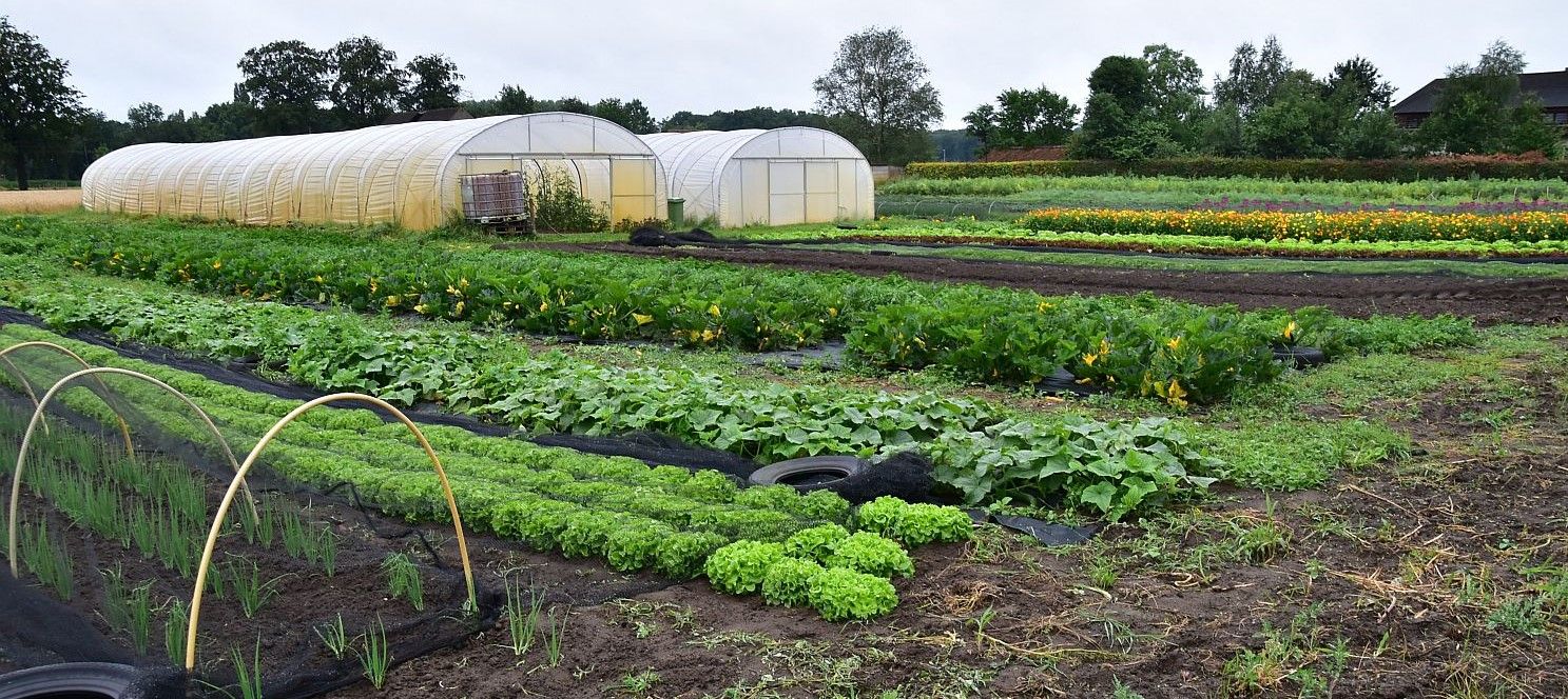 De vele teelten van de Kijfelaar - (c) VLAM, P. De Laet