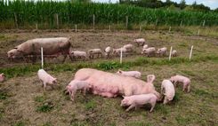 DeVleterbeek (83)b.jpg