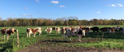 Dobbelhoeve koeien2.jpg