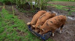 Kleinaart25 (20)b.jpg