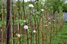 Kleinaart25 (67).JPG