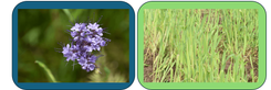 Phacelia.png