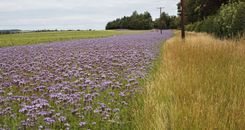 Phacelia veldB iStock-Bob Douglas.jpg