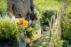 Unsplash verse groenten veld.jpg