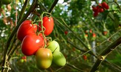 VitaetomVideo (35)b.jpg