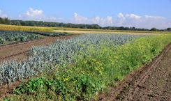 Bloemenrand naast preiteelt bij Agrico, (c) VLAM, P. De Laet