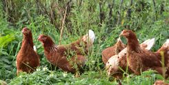 De legkippen kunnen buiten naar hartenlust pikken en scharrelen - (c) VLAM, P. De Laet