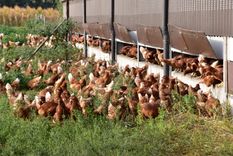 Biokippen fladderen 's ochtends vrolijk naar buiten - (c) VLAM, P. De Laet