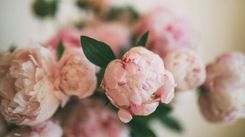 pioenen fatane-rahimi-unsplash.jpg