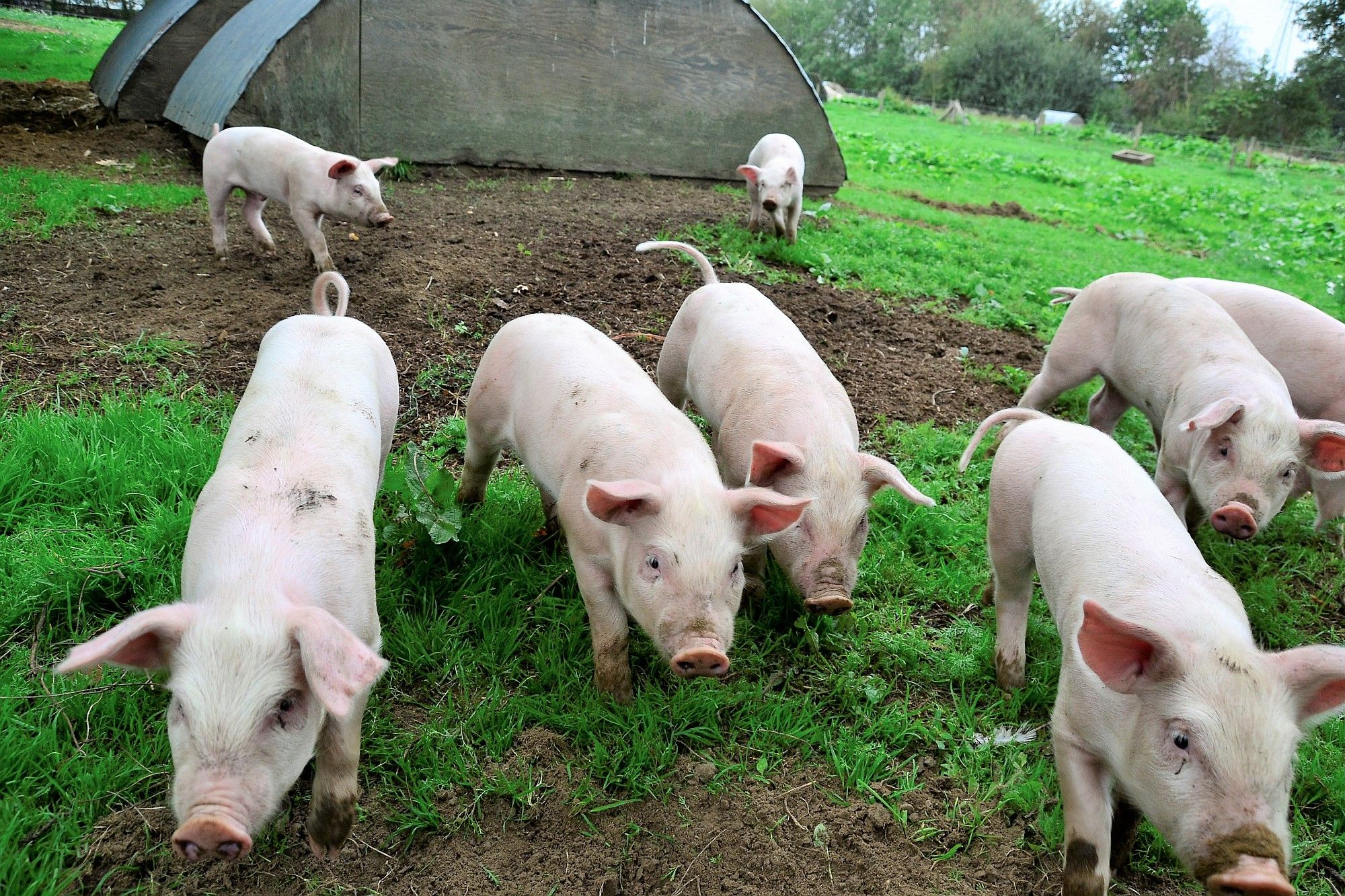 Vinnige biggetjes op de wei bij De Steenovens - (c) VLAM, P. De Laet