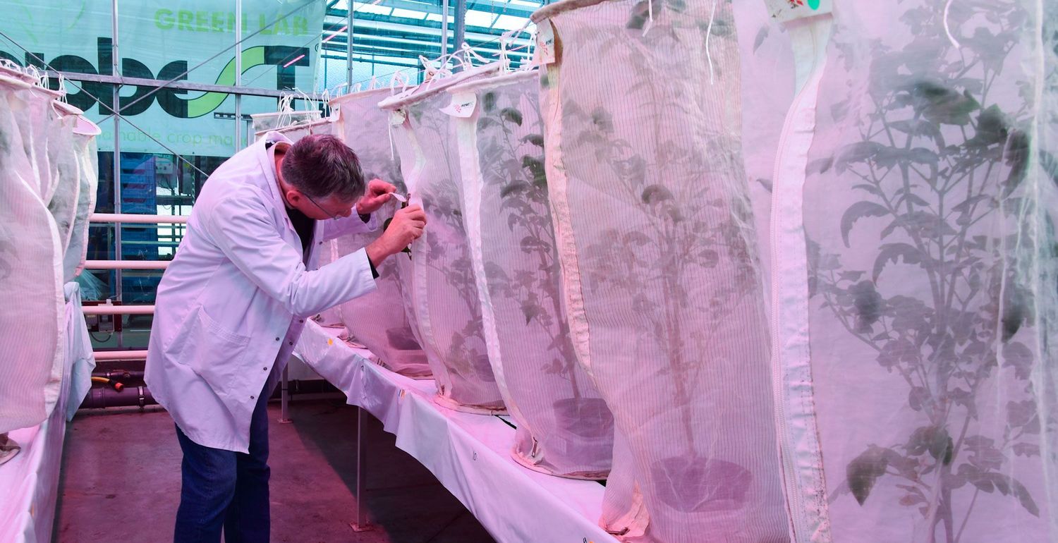 Hoe Biobest nuttige insecten kweekt om plagen te bestrijden | Alles ...