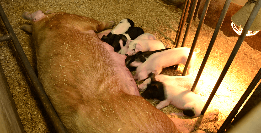 Biozeugen krijgen een comfortabele ruimte om hun biggen te zogen -- (c) VLAM, P. De Laet