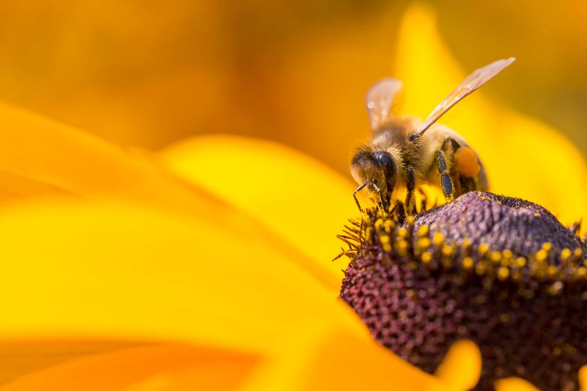 Deze bij  verzamelt nectar en pollen op een bloem - (c) VLAM, 123rf