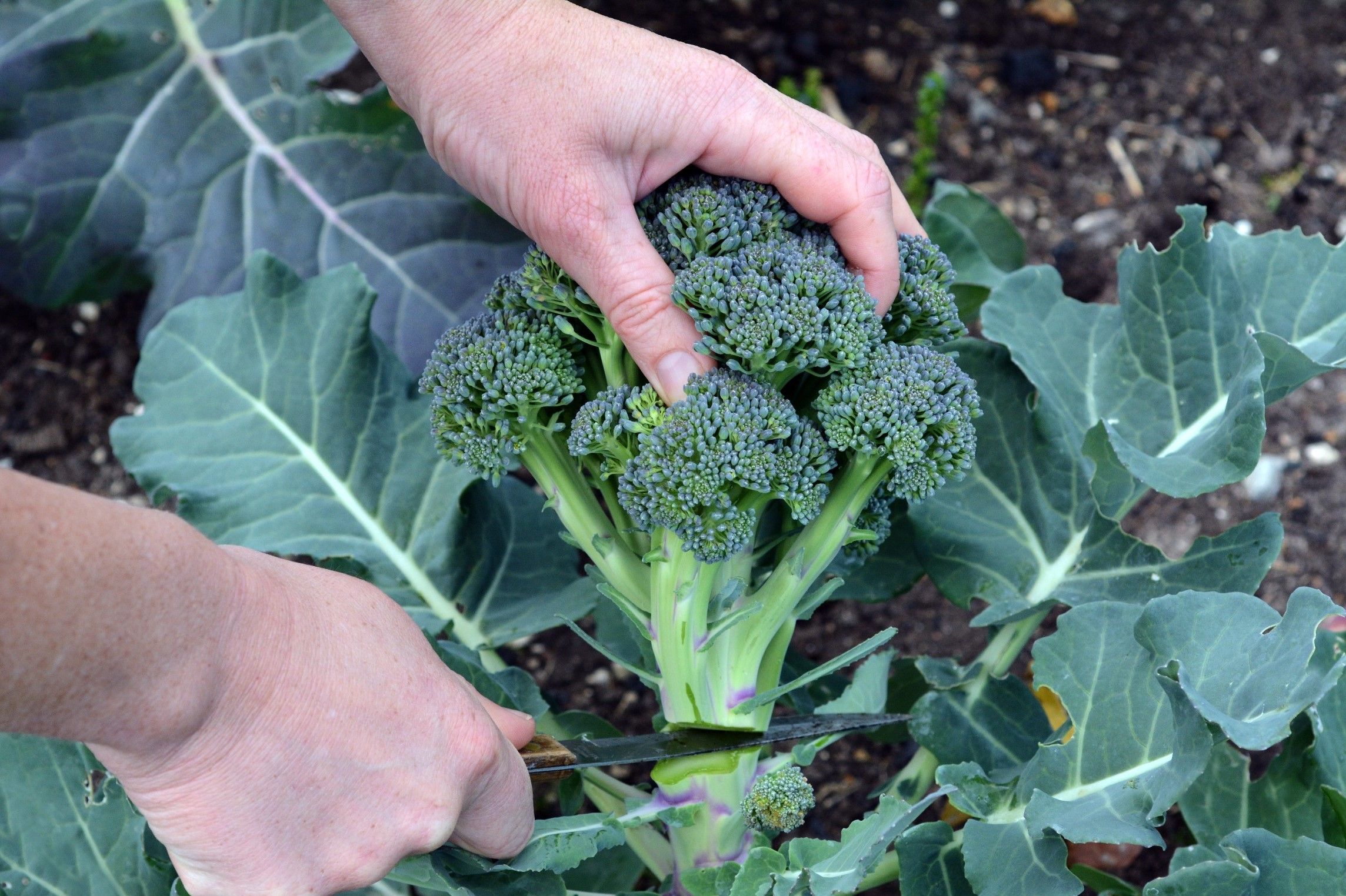 Hoofdafbeelding van het artikel