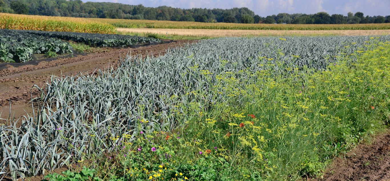 Hoofdafbeelding van de pagina
