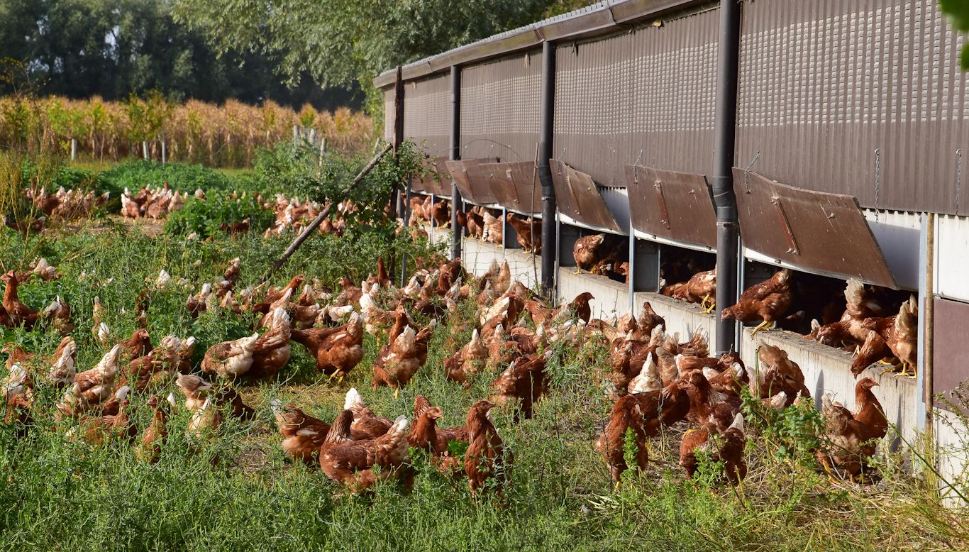 Hoofdafbeelding van het gerelateerde artikel