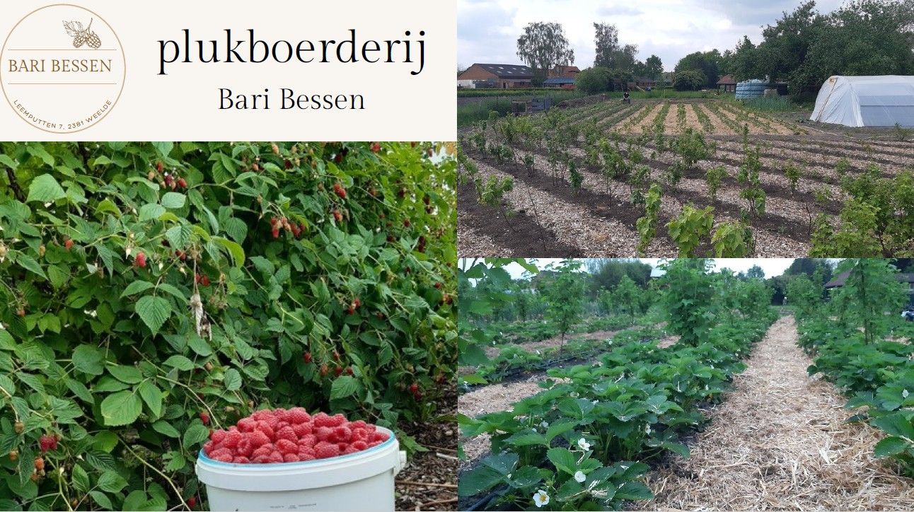 Hoofdafbeelding van de activiteit