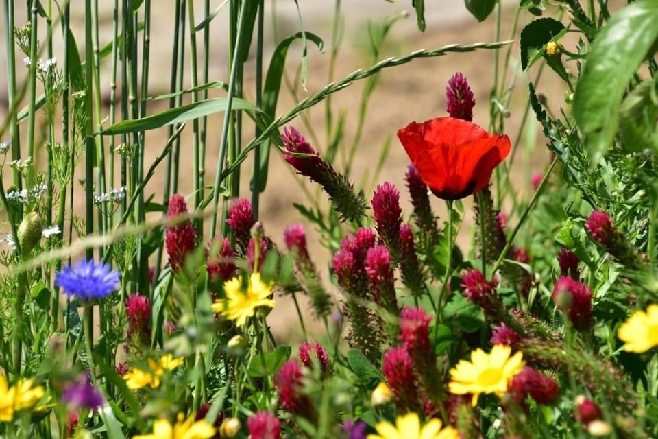 Hoofdafbeelding van het gerelateerde artikel
