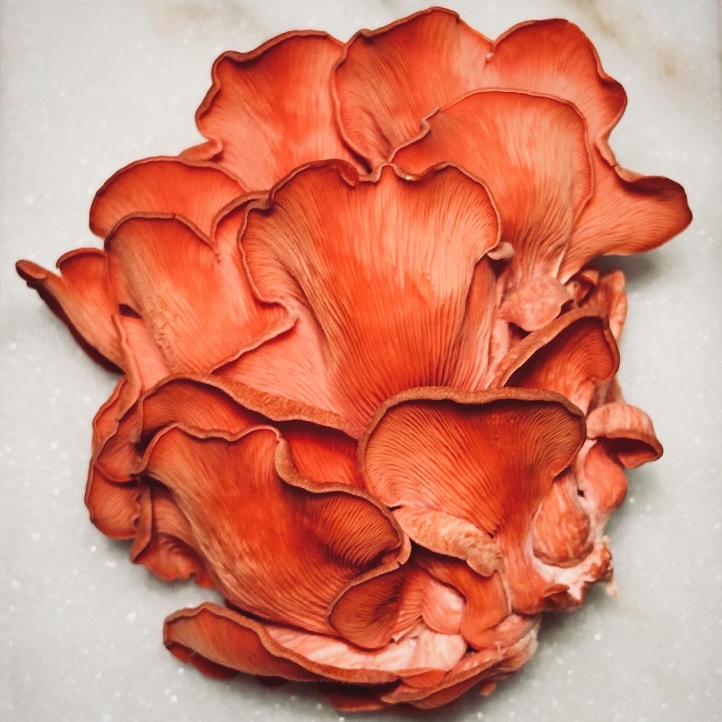 Hoofdafbeelding van de activiteit