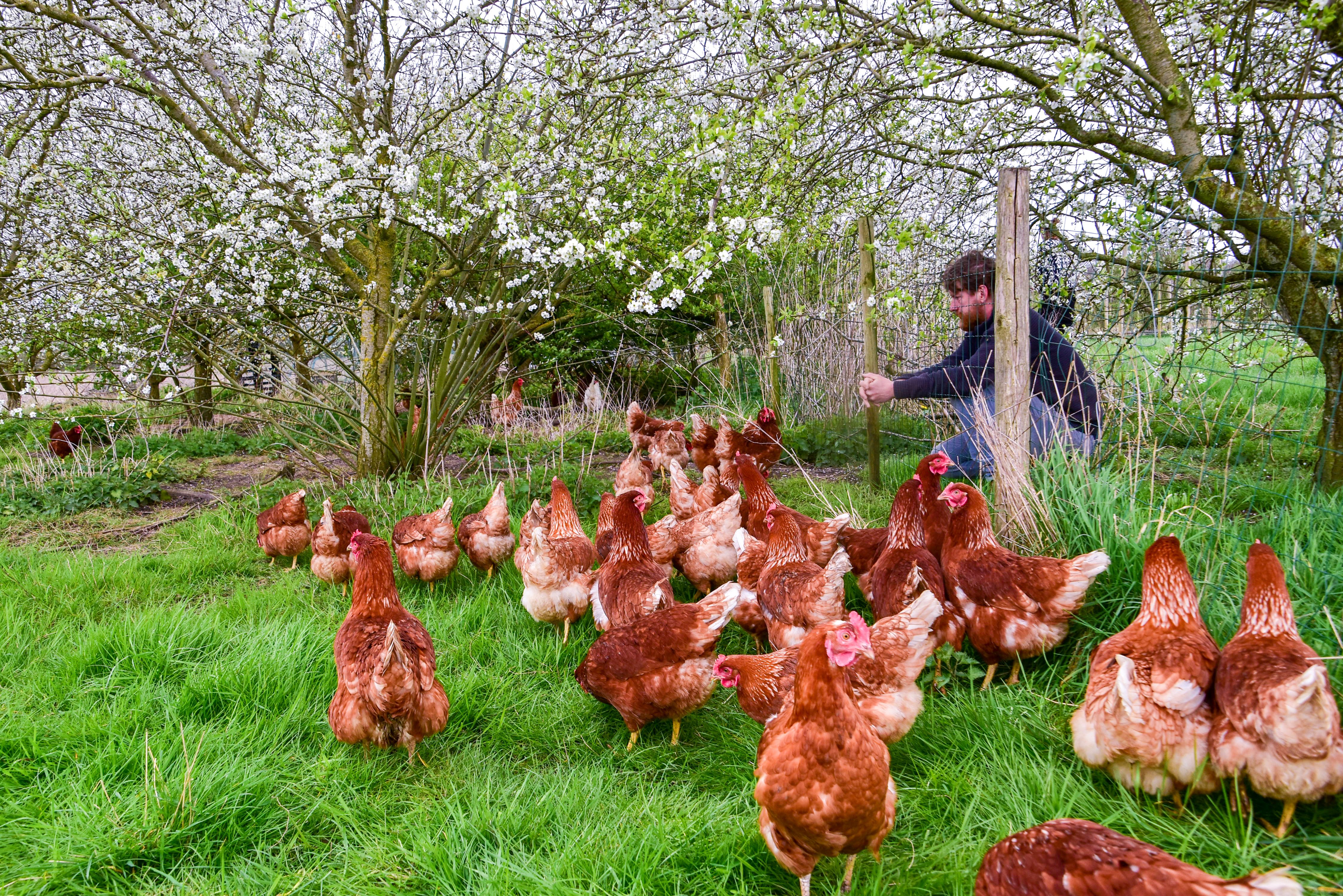 Afbeelding van de categorie