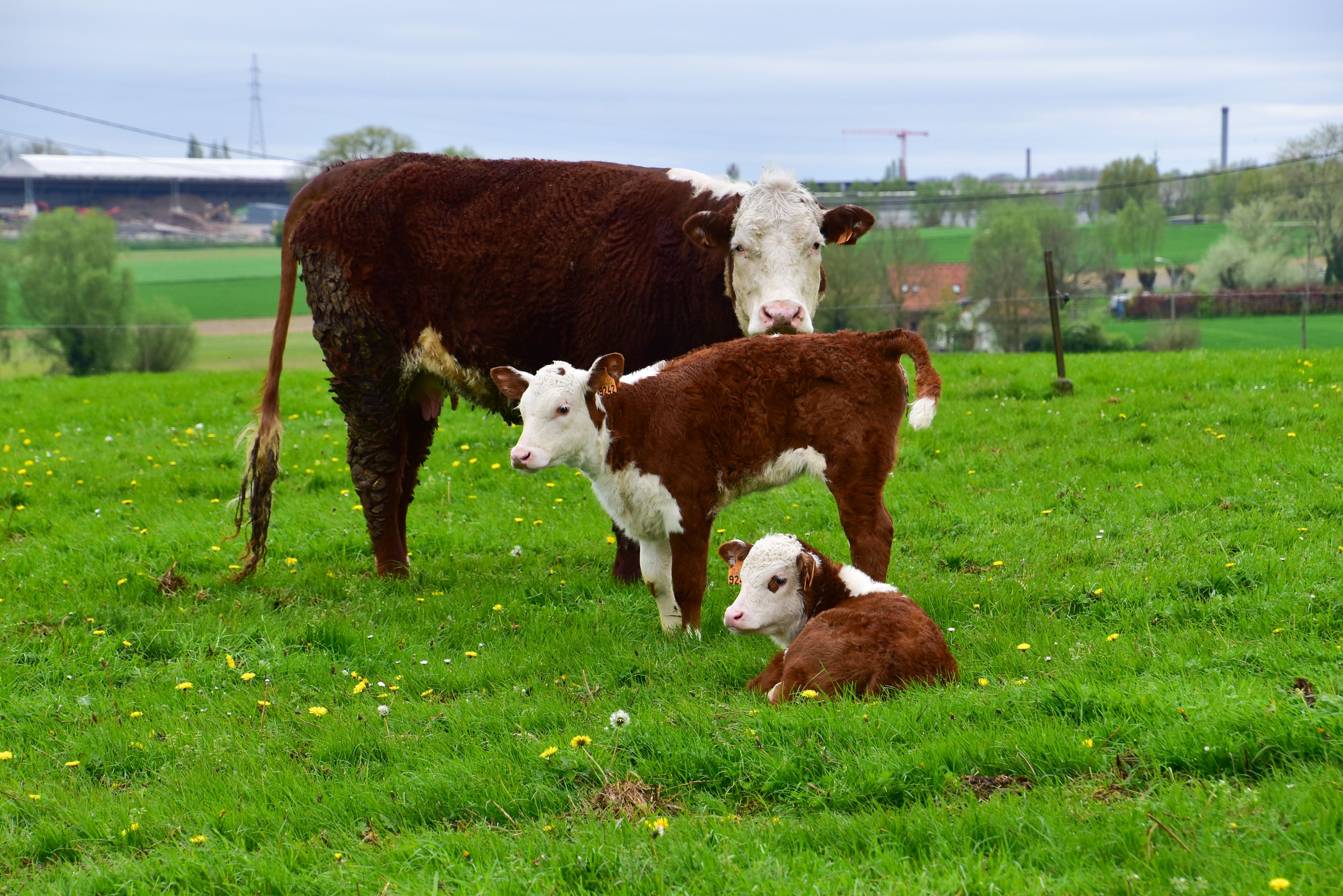 Hoofdafbeelding van het gerelateerde artikel
