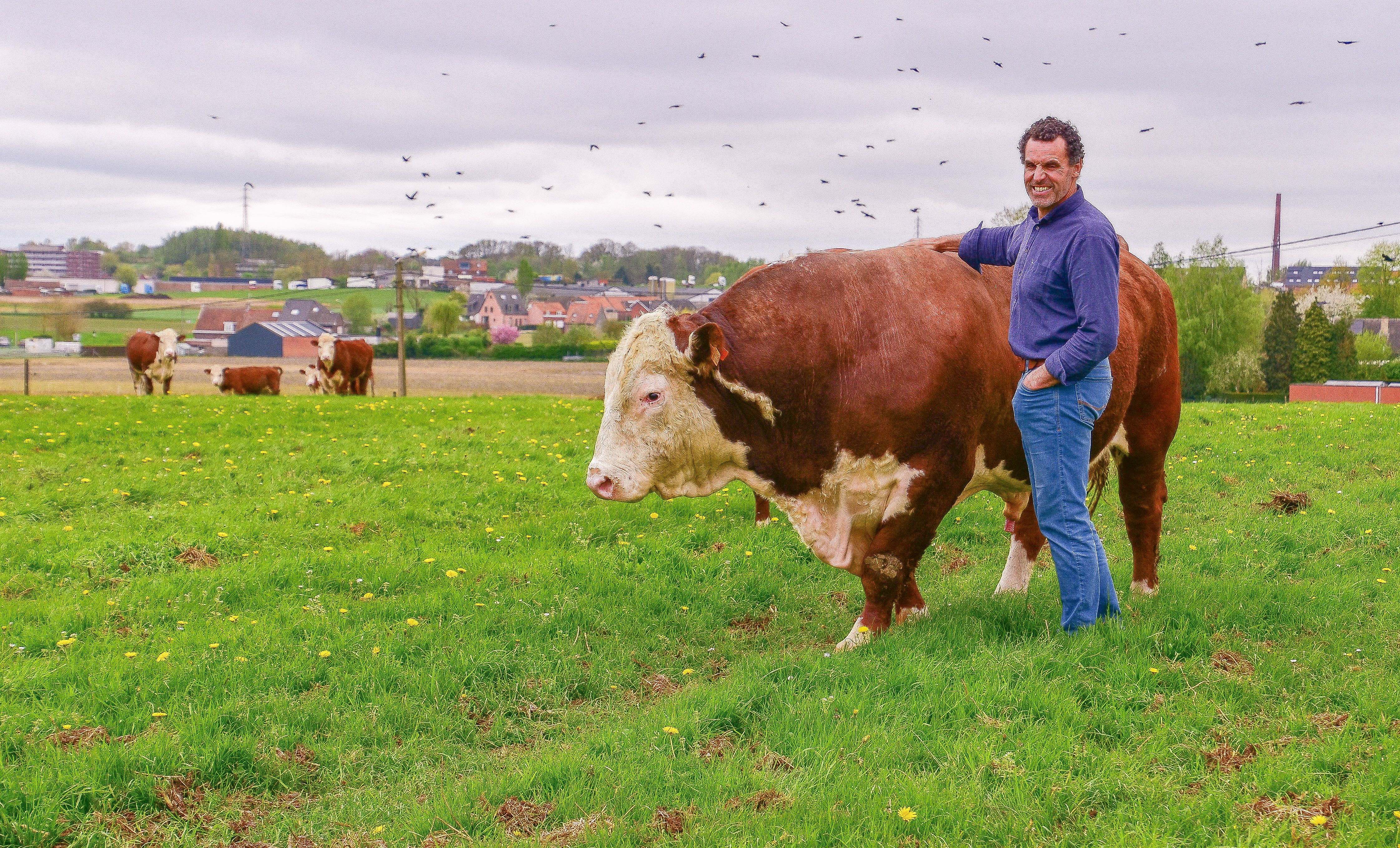 Afbeelding van het artikel