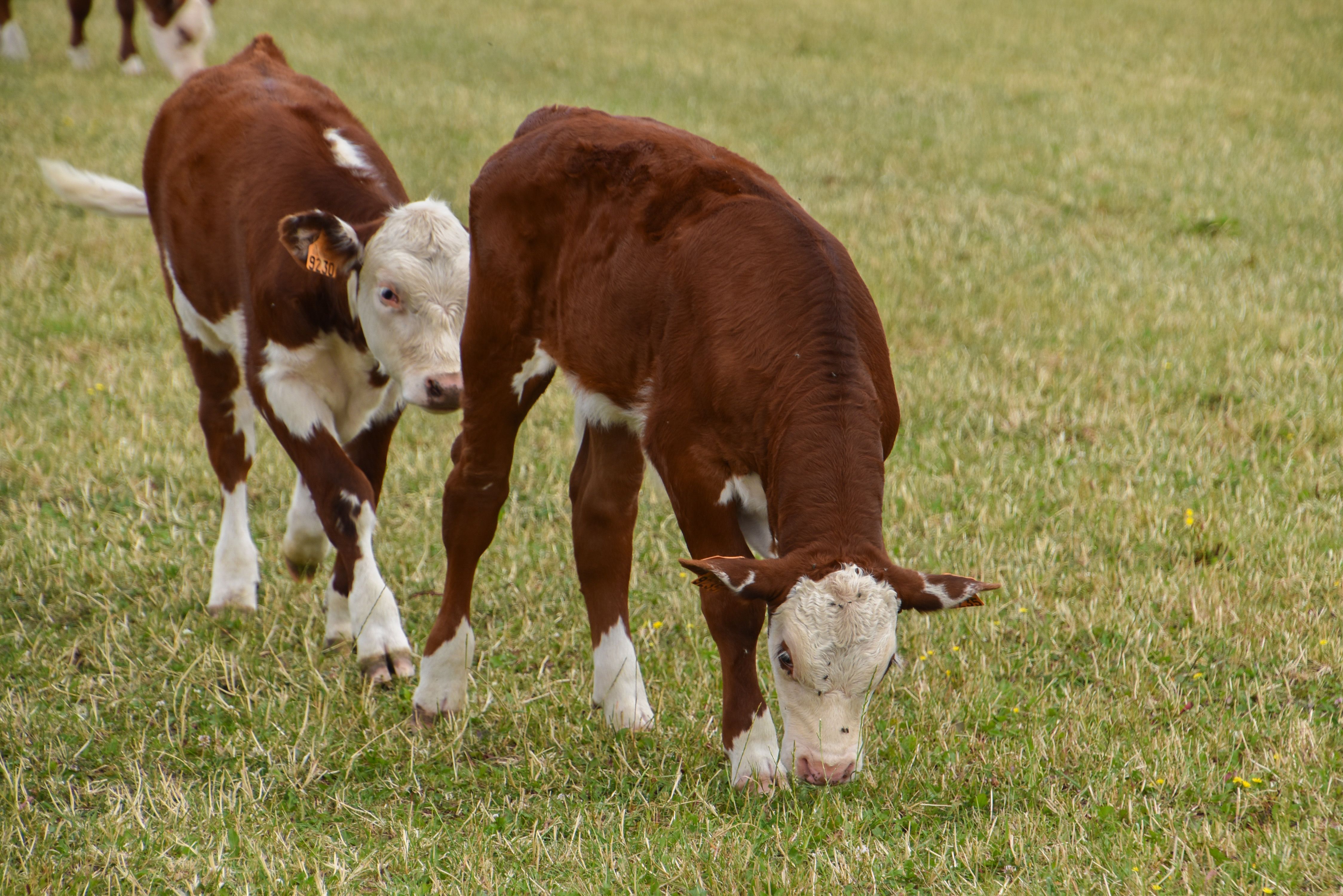 Hoofdafbeelding van het artikel