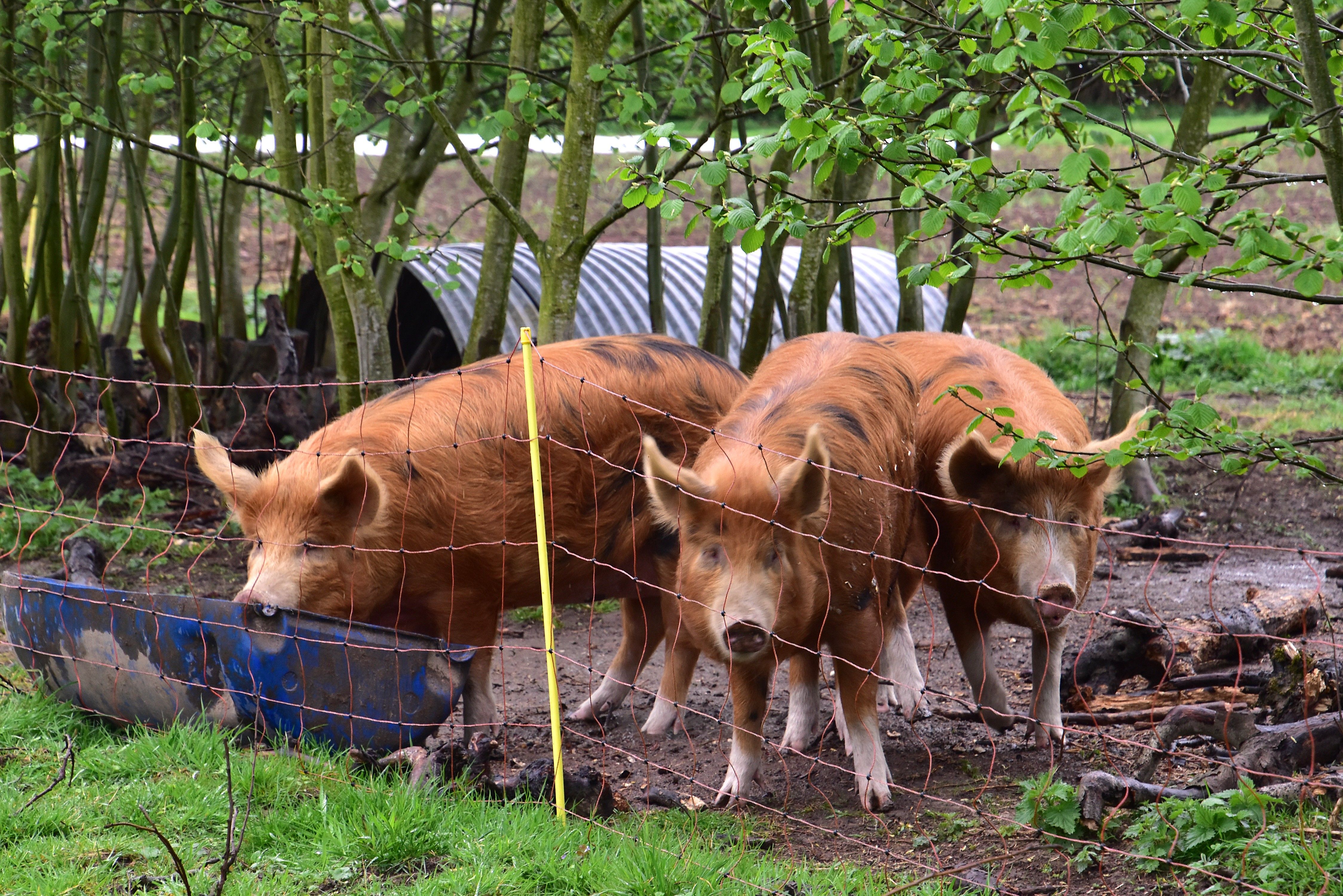 Hoofdafbeelding van het gerelateerde artikel