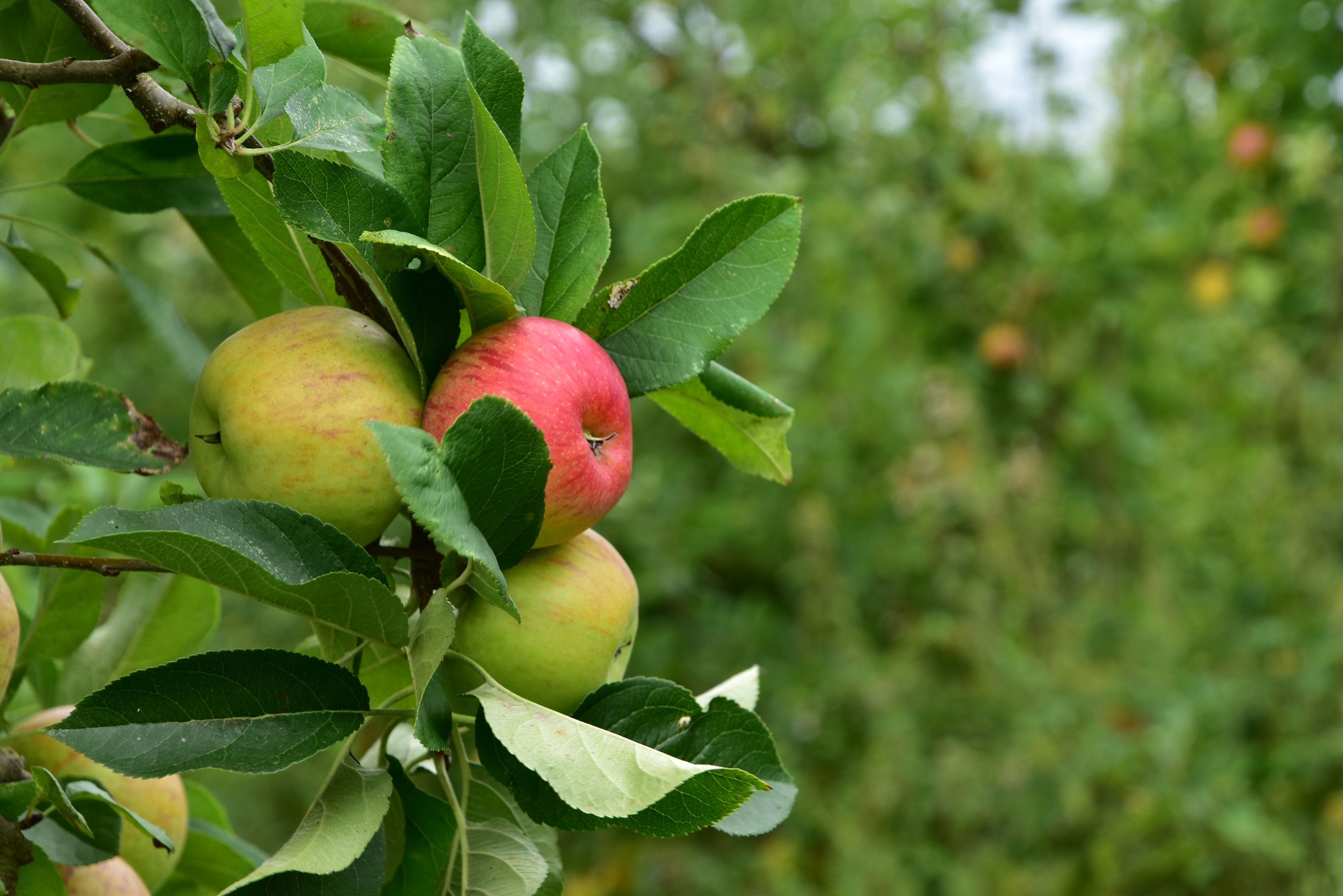 Hoofdafbeelding van het artikel