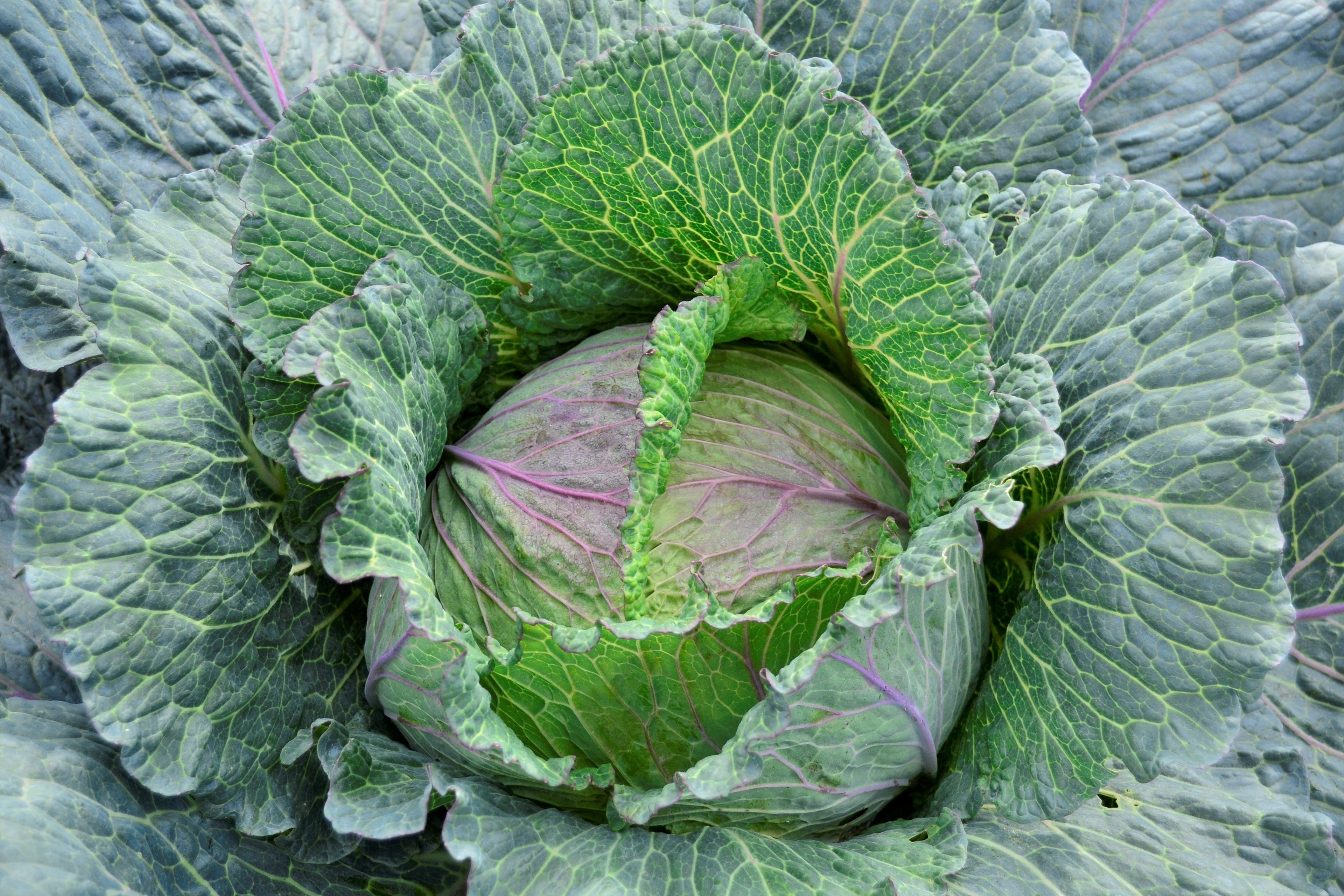 Hoofdafbeelding van het artikel