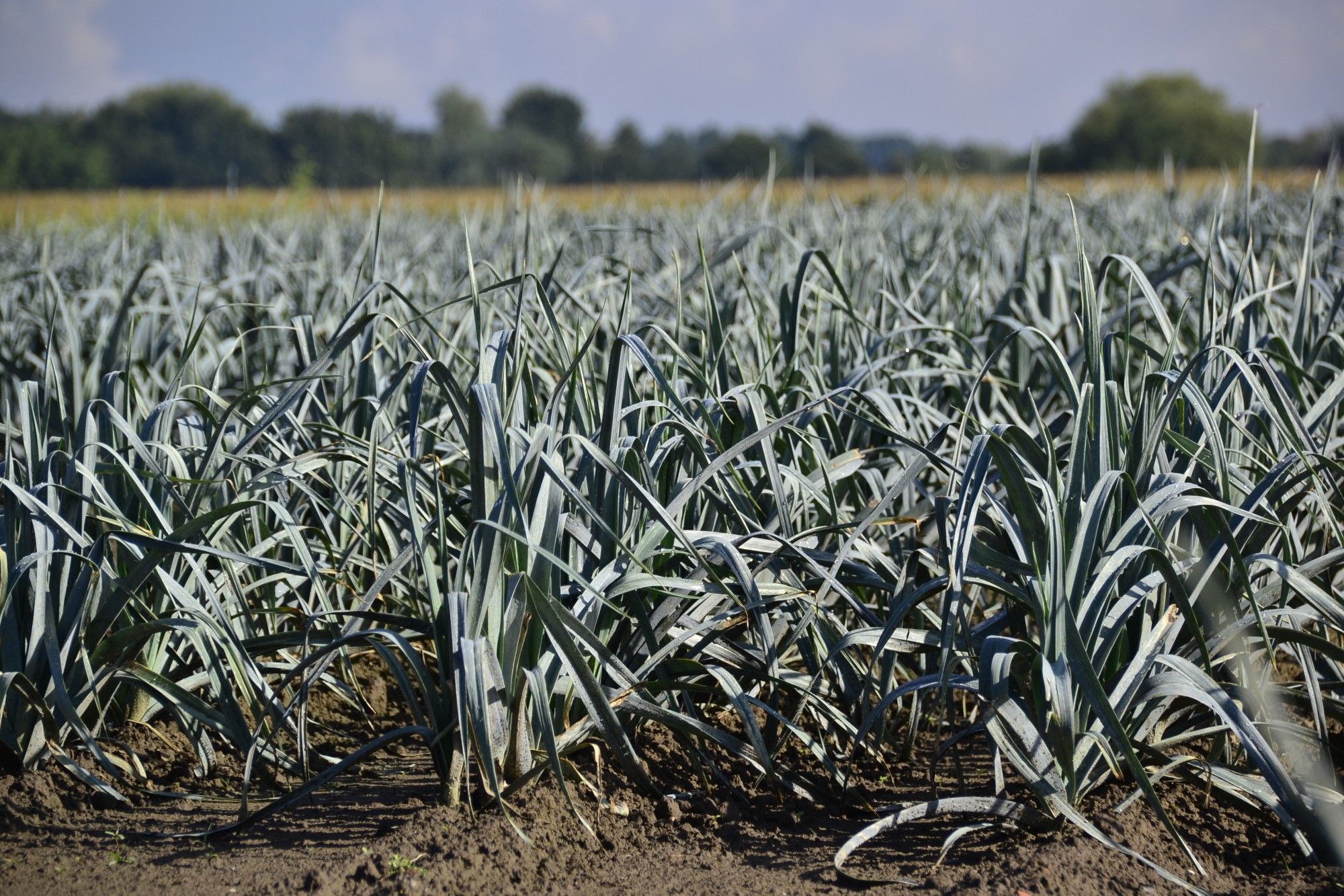 Lekkere prei op het bioveld - (c) VLAM, P. De Laet