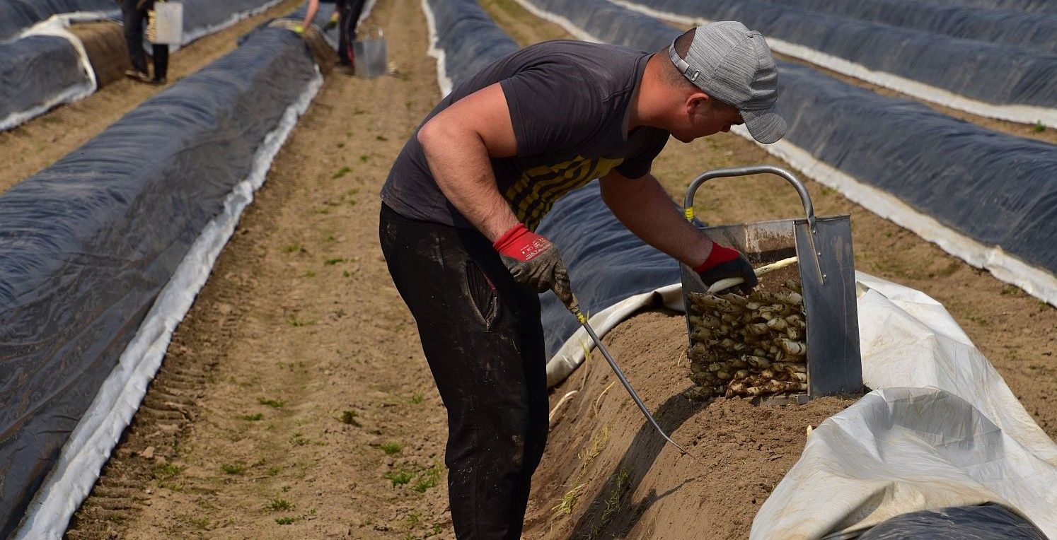 Asperges steken is een secuur werkje - (c) VLAM, P. De Laet