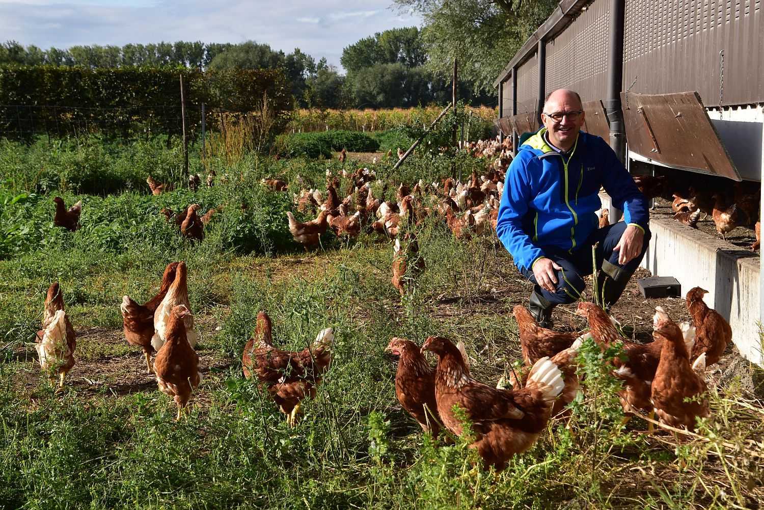 Daniël Van Kesteren, zaakvoerder van Avibel, tussen zijn opfokkippen - (c) VLAM, P. De Laet