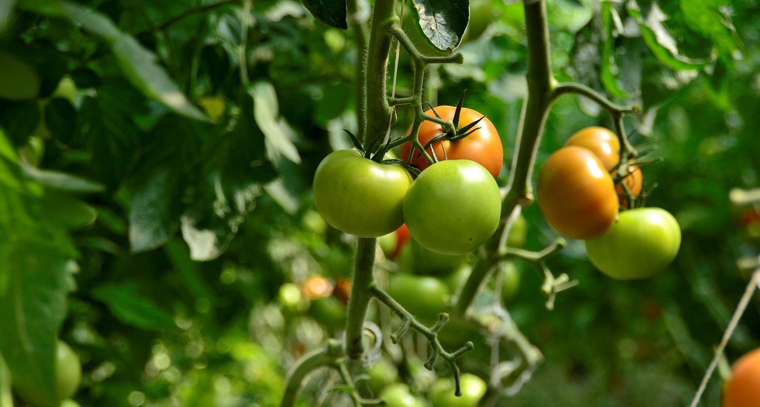 Biologische tomaten in volle groei bij biobedrijf Barver - (c) VLAM, P. De Laet