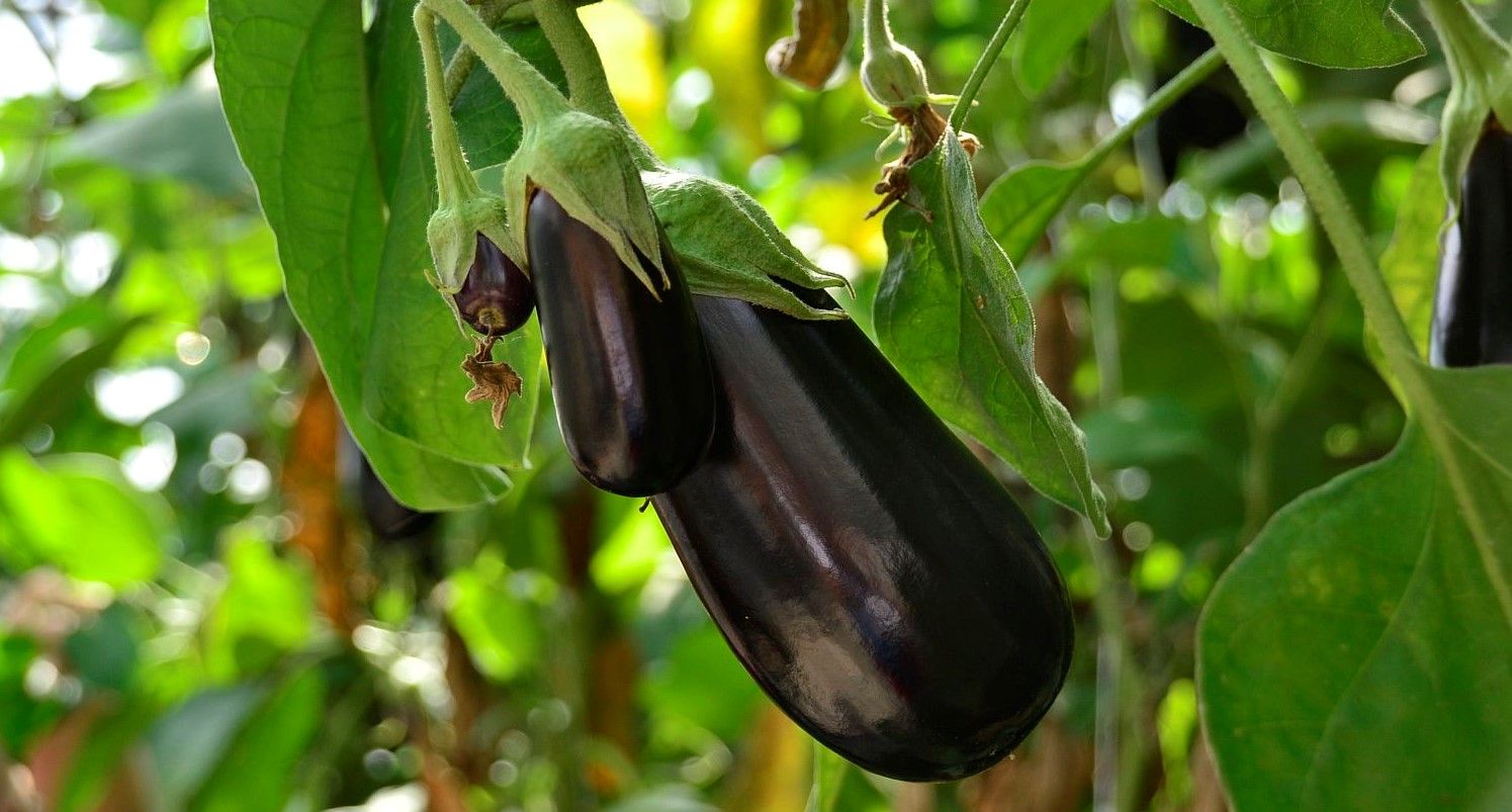 Verse groenten blijven favoriet - (c) VLAM, Patricia De Laet