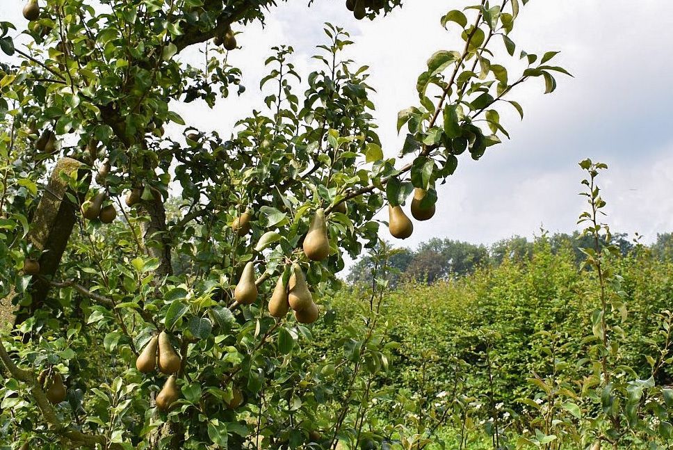Peren in omschakeling naar bio worden biologisch geteeld vanaf dag 1 - (c) BelOrta