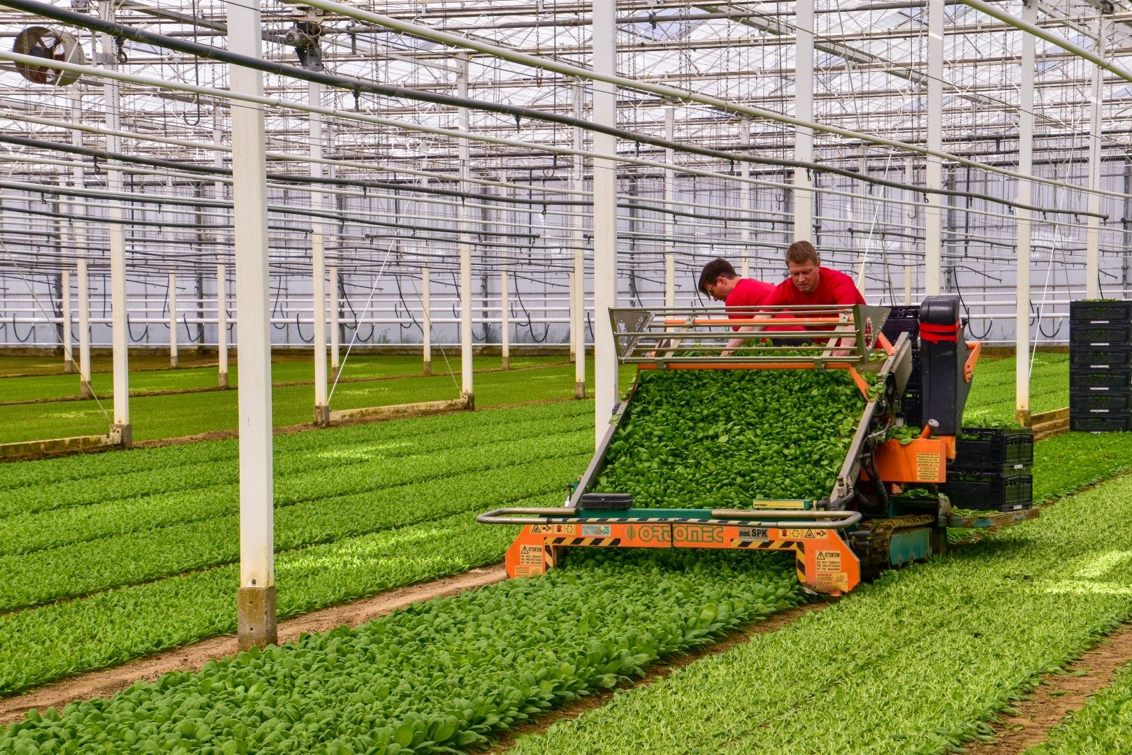 Boeren van Jonaver druk bezig met de spinaziepluk - (c) VLAM, P. De Laet