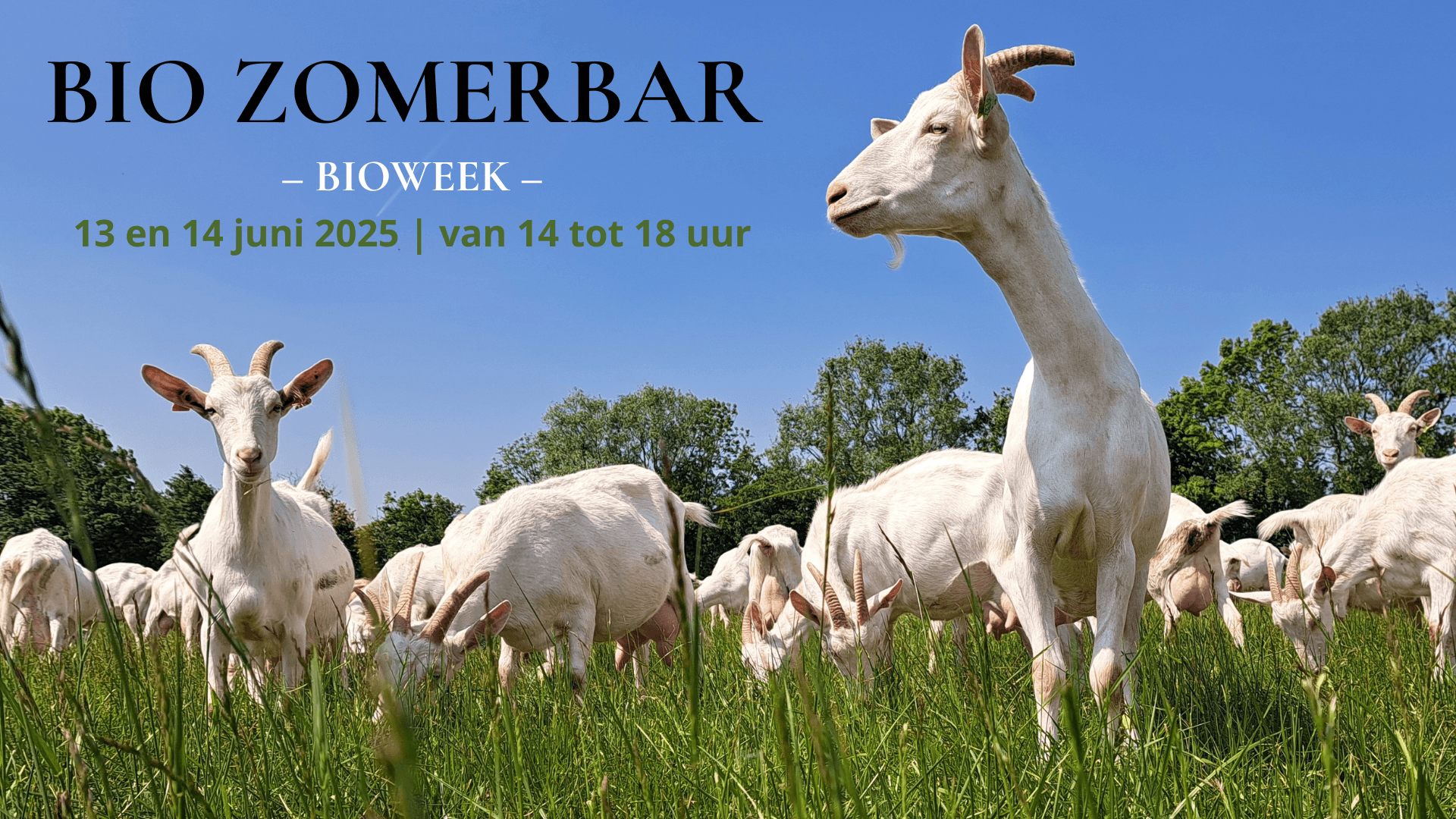 Hoofdafbeelding van de activiteit